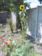 DSC00053